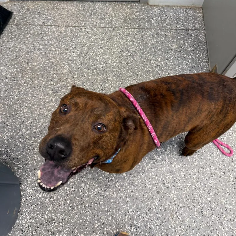 An adult large-sized male Brindle American Staffordshire Terrier dog named Tiger Woods for adoption in Parkersburg, WV