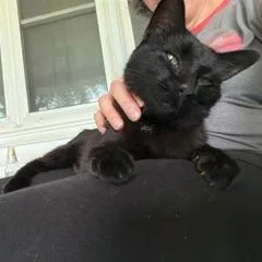 An adult small-sized male Black Domestic Short Hair cat named Found Rickel St  for adoption in Rochester, MN