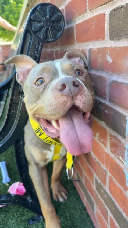 An adult large-sized male Pit Bull Terrier dog named Flame for adoption in Atlanta, GA