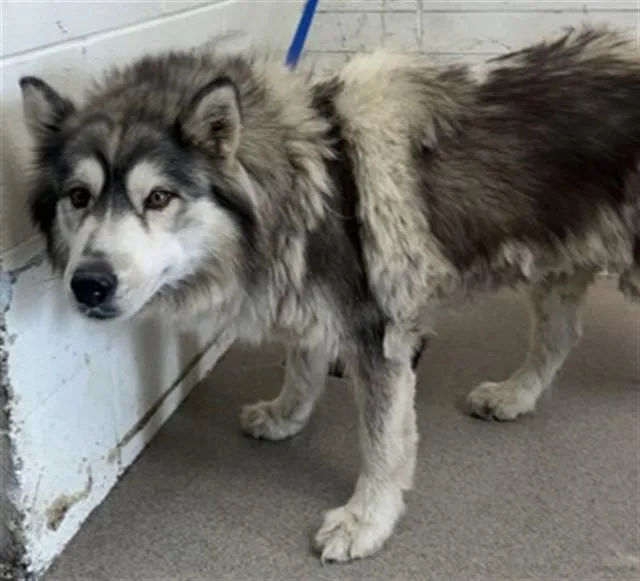 A young medium-sized male Siberian Husky dog named Porkchop for adoption in San Bernardino, CA