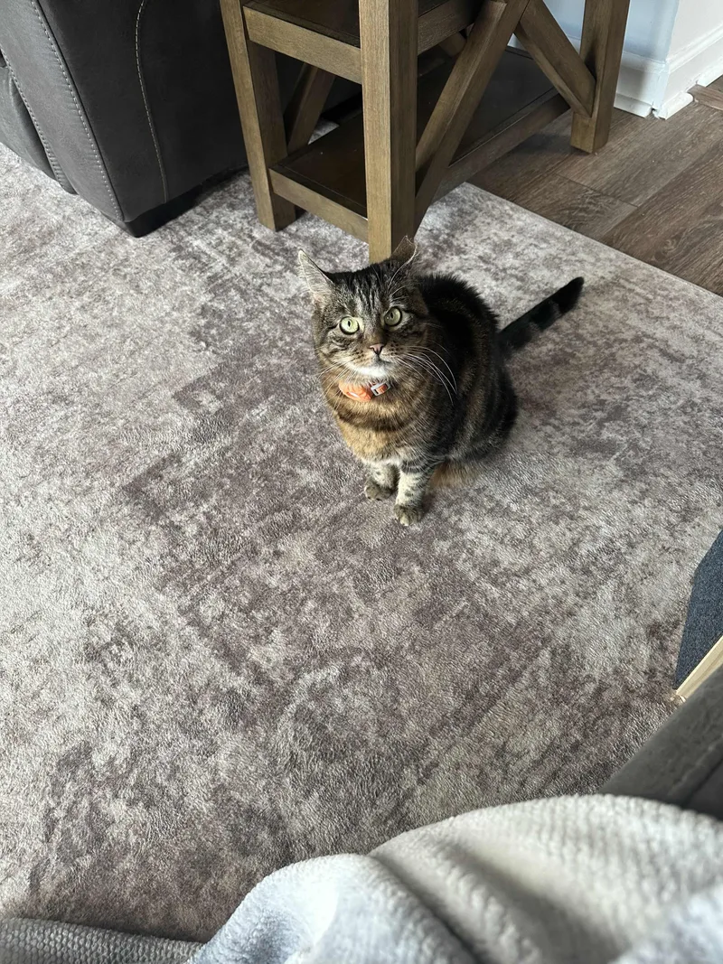An adult medium-sized female Tabby (Brown / Chocolate) Domestic Short Hair cat named Maple for adoption in Weehawken, NJ