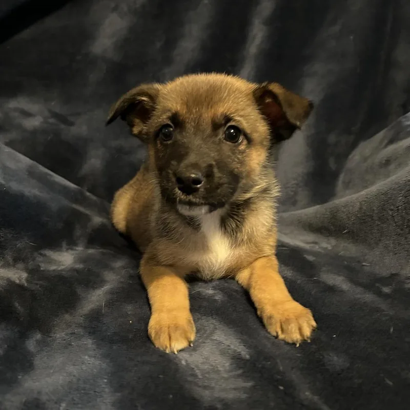 Rune thumbnail 3