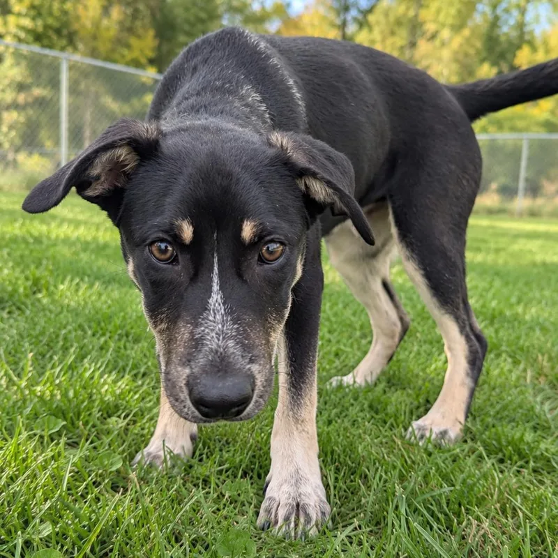A baby small-sized female Labrador Retriever dog named Goose for adoption in Tomah, WI
