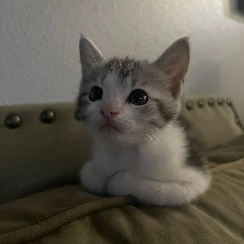 A baby medium-sized female Gray & White Domestic Short Hair cat named Louise for adoption in Hillsboro, OR
