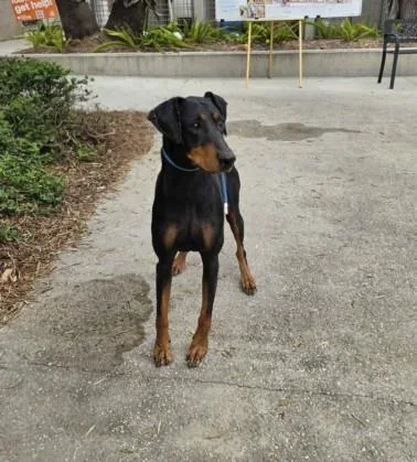 An adult extra large-sized female Doberman Pinscher dog named Lola for adoption in San Pedro, CA