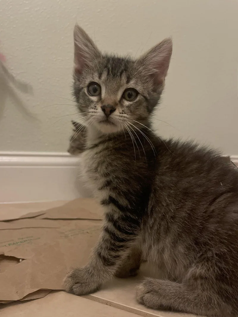 A baby medium-sized male Domestic Short Hair cat named Freddy for adoption in Wesley Chapel, FL