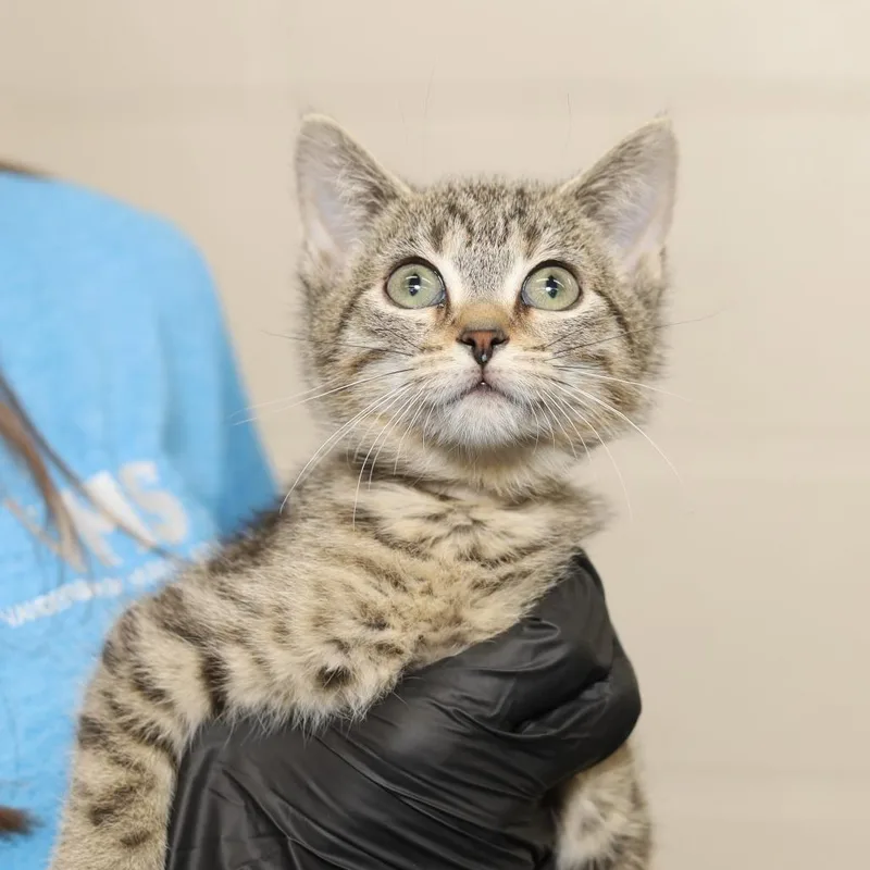 A baby small-sized female Brown / Chocolate Domestic Short Hair cat named Milk & Sugar for adoption in Pasadena , MD