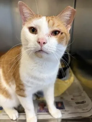 An adult small-sized male Domestic Short Hair cat named Pyke for adoption in West Chester, PA
