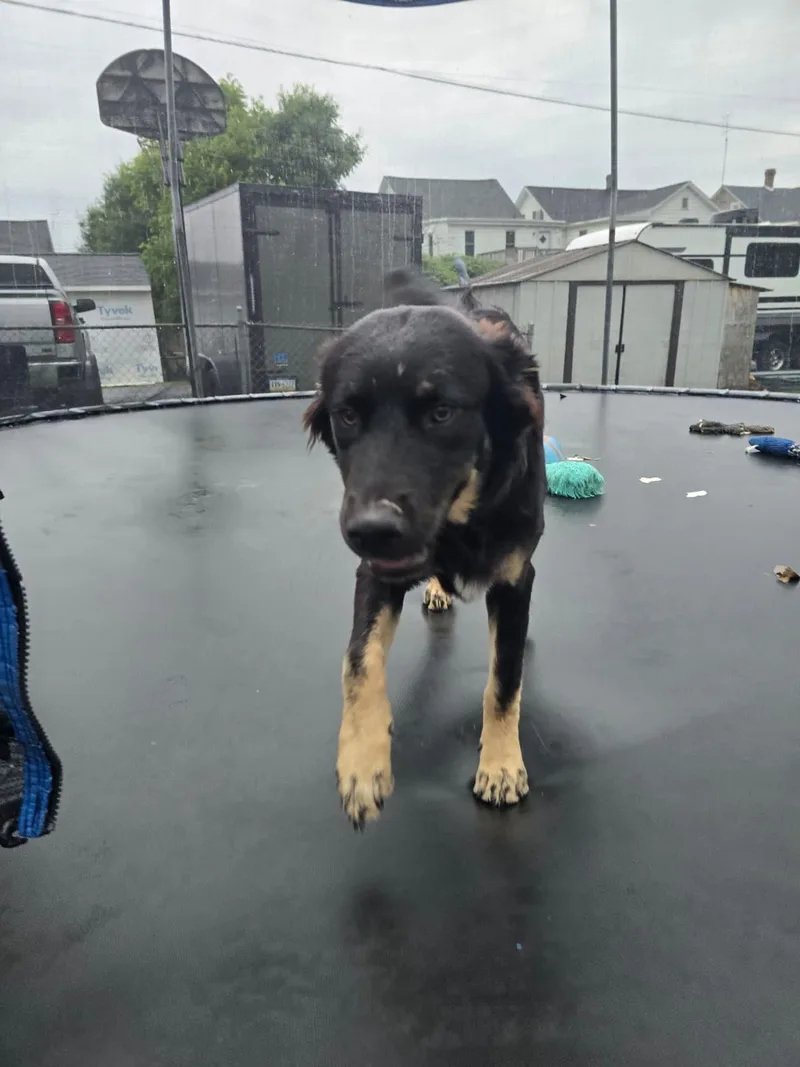 A young large-sized female Black German Shepherd Dog dog named Reilly Fluffy Butt for adoption in Houston, TX