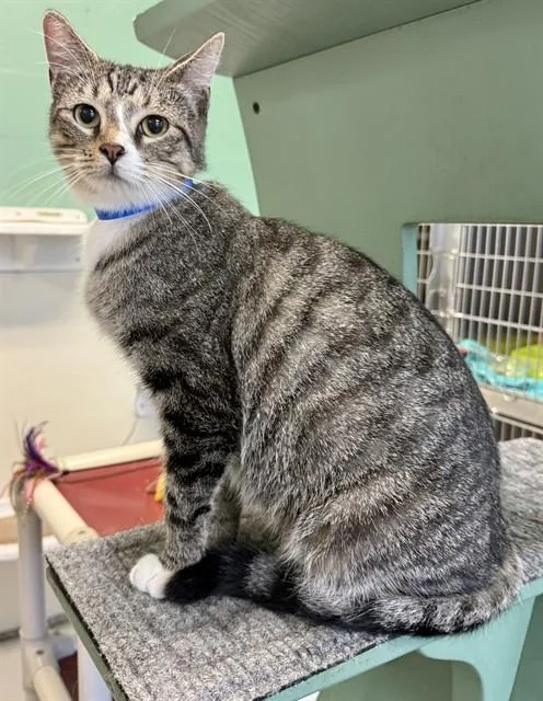 A young medium-sized male Domestic Short Hair cat named Chester for adoption in Sarasota, FL