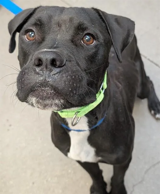 A young large-sized male Pit Bull Terrier dog named Hop Scotch for adoption in Tucson, AZ