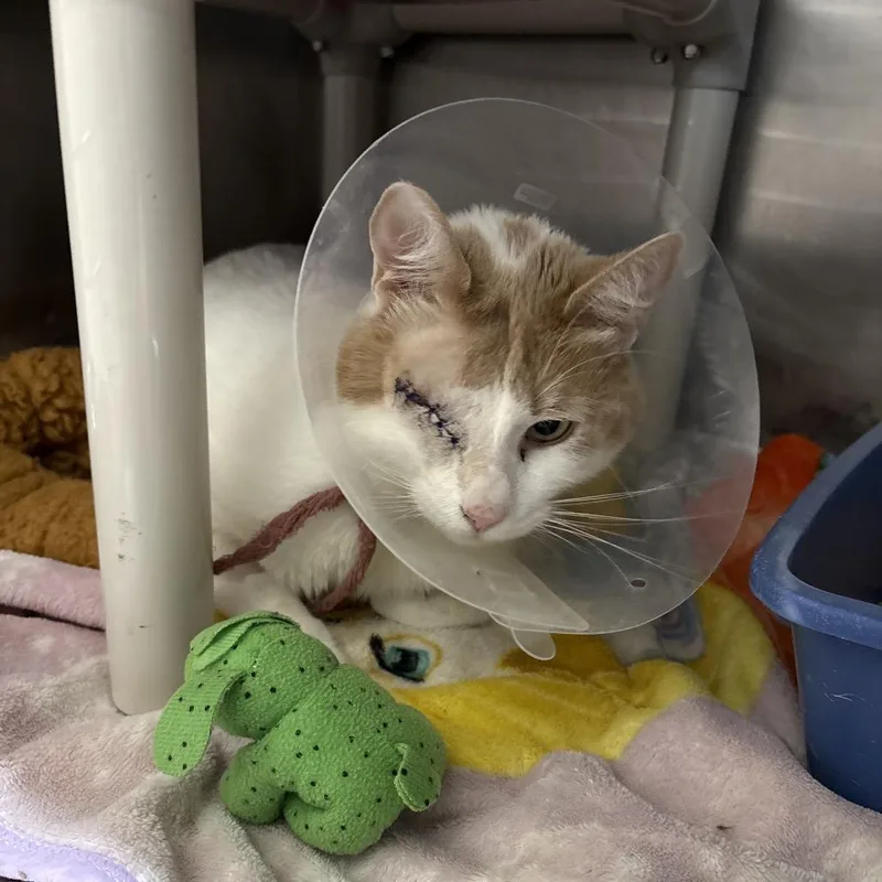A senior medium-sized male Domestic Short Hair cat named Malik for adoption in Las Vegas, NV
