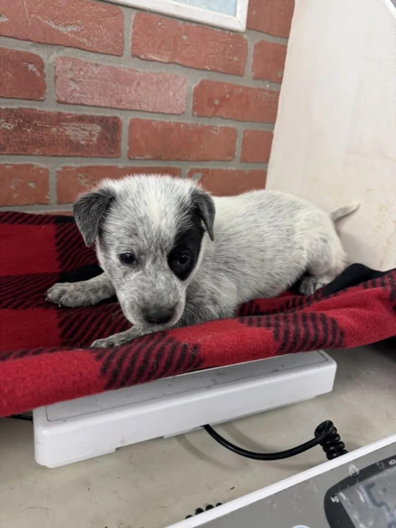 A baby small-sized male Pointer dog named Fletcher for adoption in Houston, TX
