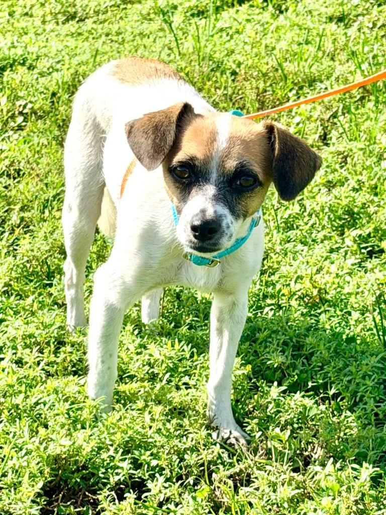 A young small-sized female Chihuahua dog named Arabella for adoption in Cape Coral, FL