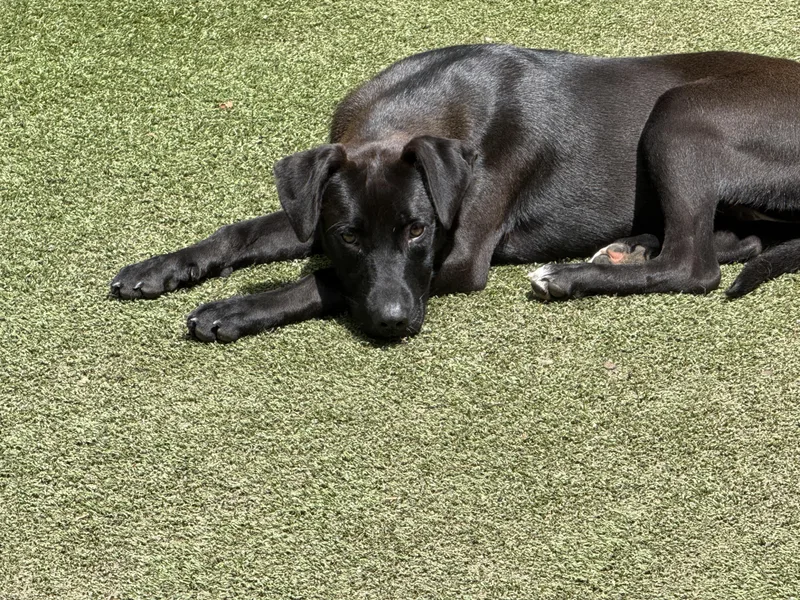 A young medium-sized female Labrador Retriever dog named Adaline for adoption in Cortlandt Manor, NY