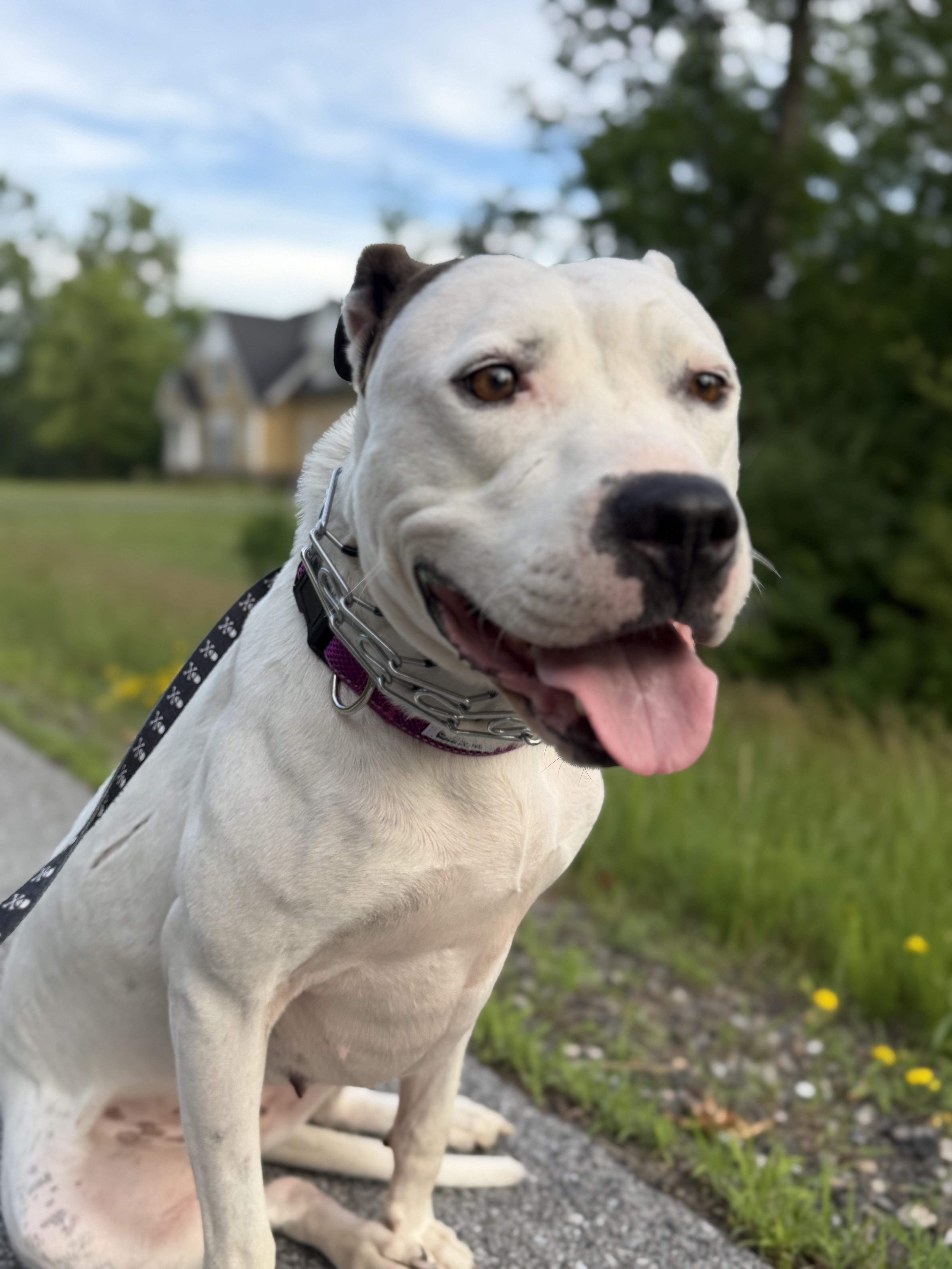 A young large-sized female Dogo Argentino dog named Amora for adoption in Saratoga Springs, NY