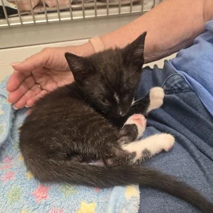 A baby medium-sized male Black & White / Tuxedo Domestic Short Hair cat named Harrison for adoption in Phoenixville, PA