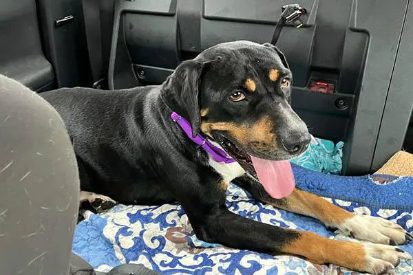 An adult large-sized male Black Bernese Mountain Dog dog named Wallen for adoption in Lake Wylie, SC