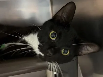 An adult small-sized male Black Domestic Short Hair cat named Johnny Dep for adoption in North Myrtle Beach, SC