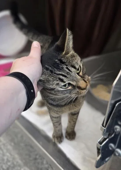 A young small-sized male Domestic Short Hair cat named Baboon for adoption in Westland, MI