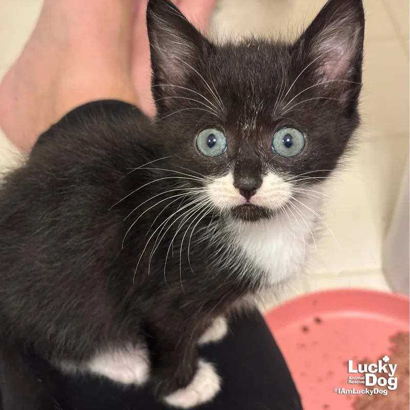 A baby medium-sized female Domestic Short Hair cat named Sugar for adoption in Washington, DC