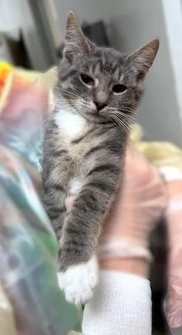 A baby small-sized male Domestic Short Hair cat named Sora for adoption in Washington, DC