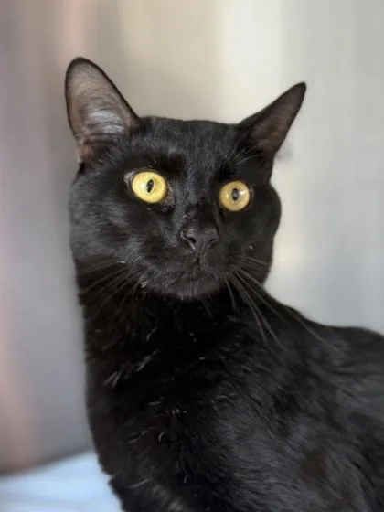 An adult medium-sized female Domestic Short Hair cat named Freedom for adoption in West Chester, PA