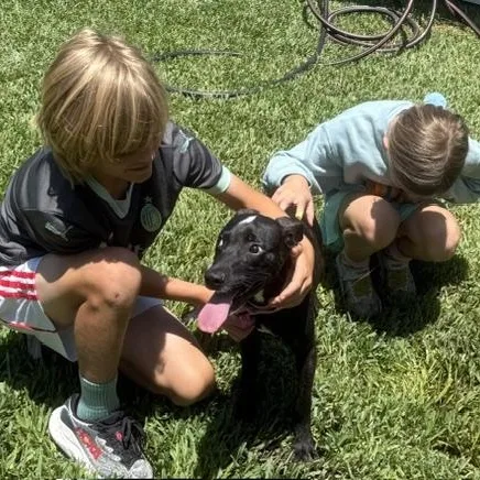 A young small-sized male Brindle Dachshund dog named Ace Friendly for adoption in Houston, TX