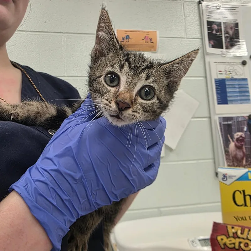 A baby small-sized male Brown / Chocolate Domestic Short Hair cat named Pumpkin for adoption in Chattanooga, TN