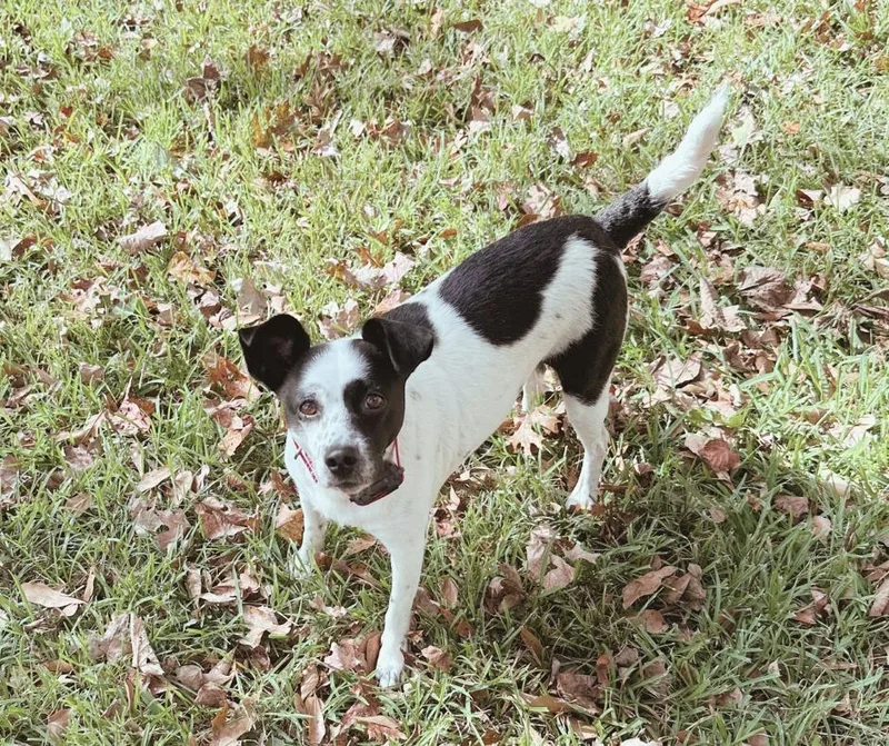 An adult small-sized female Mixed Breed dog named Cami for adoption in Madison, GA