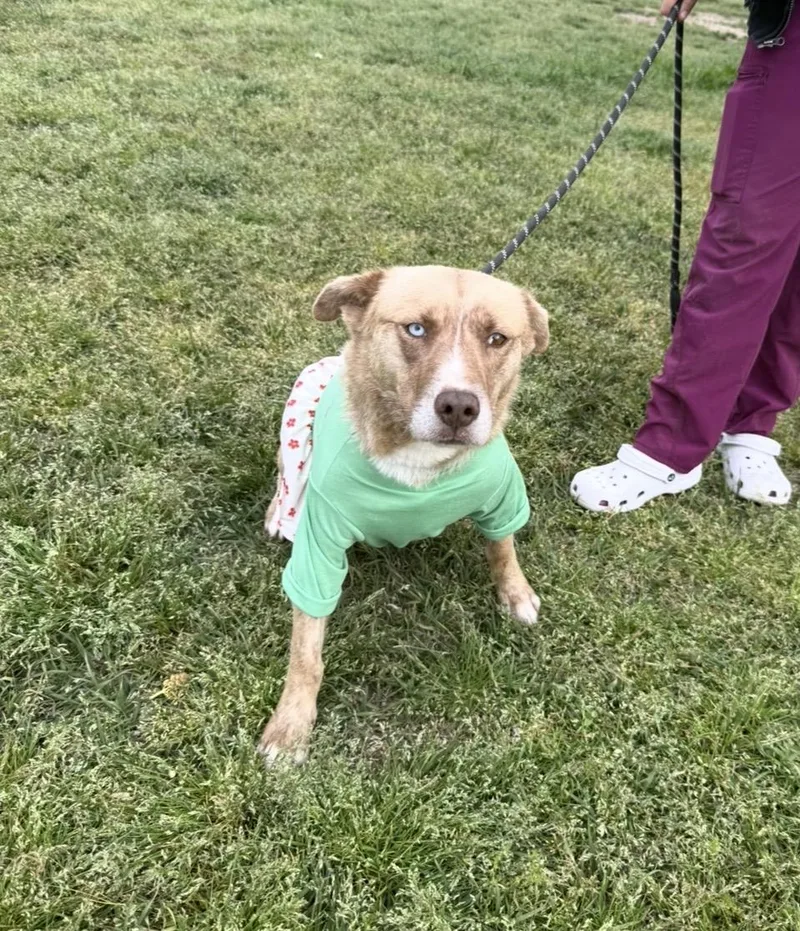 Livvy Super Sweetheart Who thumbnail 2