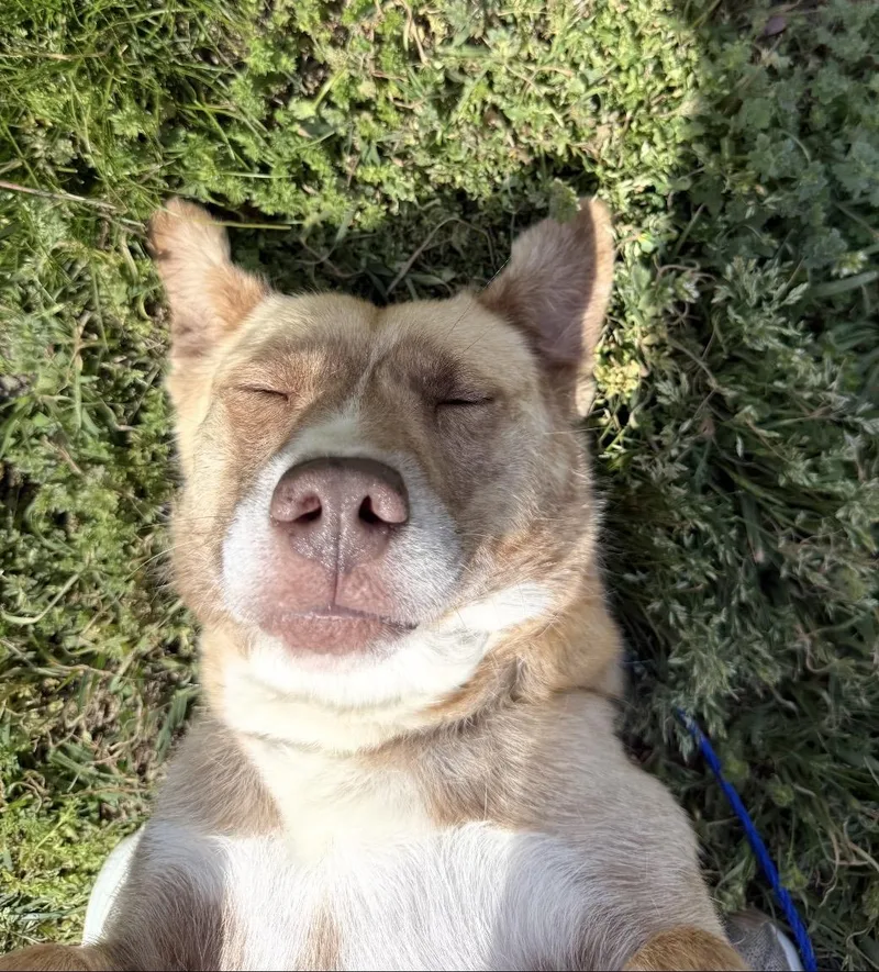 Livvy Super Sweetheart Who