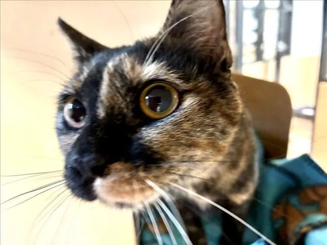 A young small-sized female Domestic Short Hair cat named Luna for adoption in Santa Fe, NM