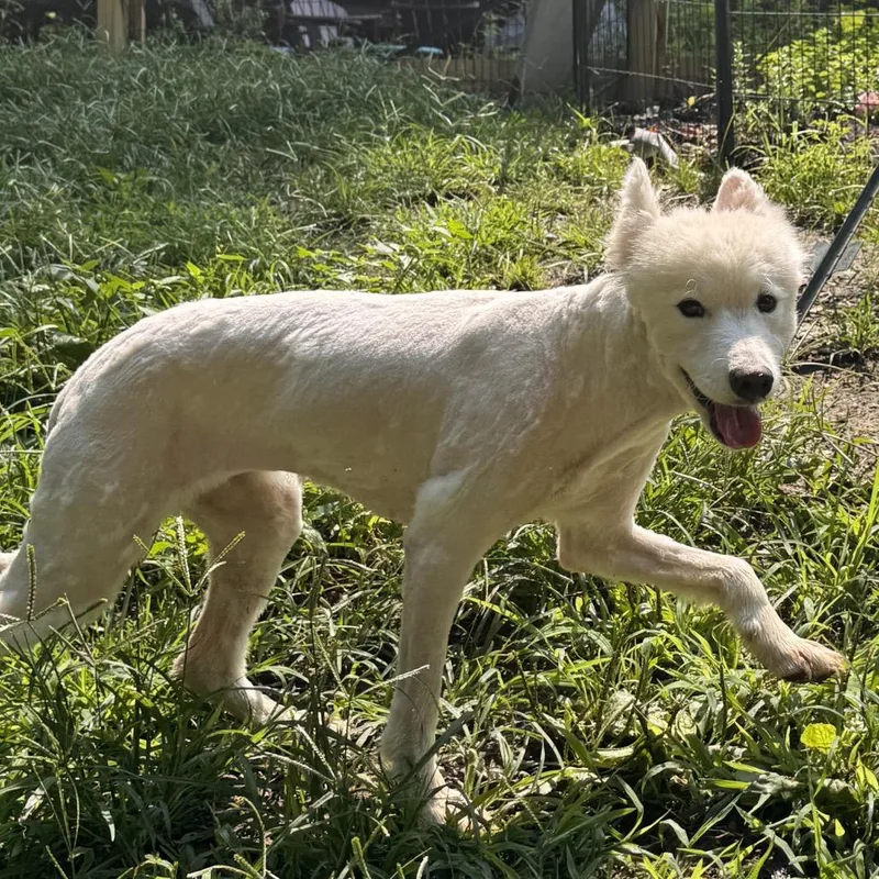 An adult medium-sized female White / Cream Samoyed dog named Lia for adoption in West Chester, PA