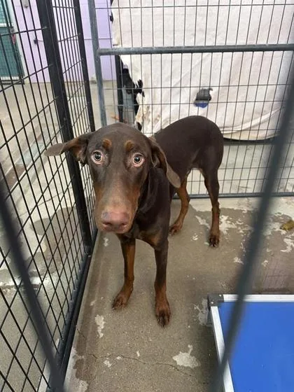 An adult large-sized male Doberman Pinscher dog named 61762013 for adoption in El Paso, TX