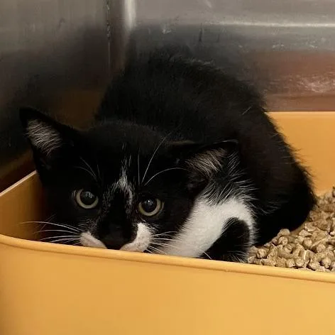 A baby medium-sized male Black Domestic Short Hair cat named Tali for adoption in Port Charlotte, FL