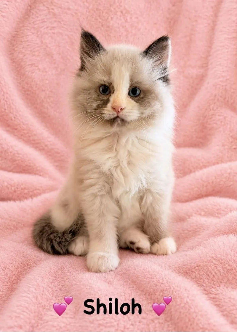 A baby medium-sized female Chocolate Point Siamese cat named Shiloh for adoption in Copley, OH