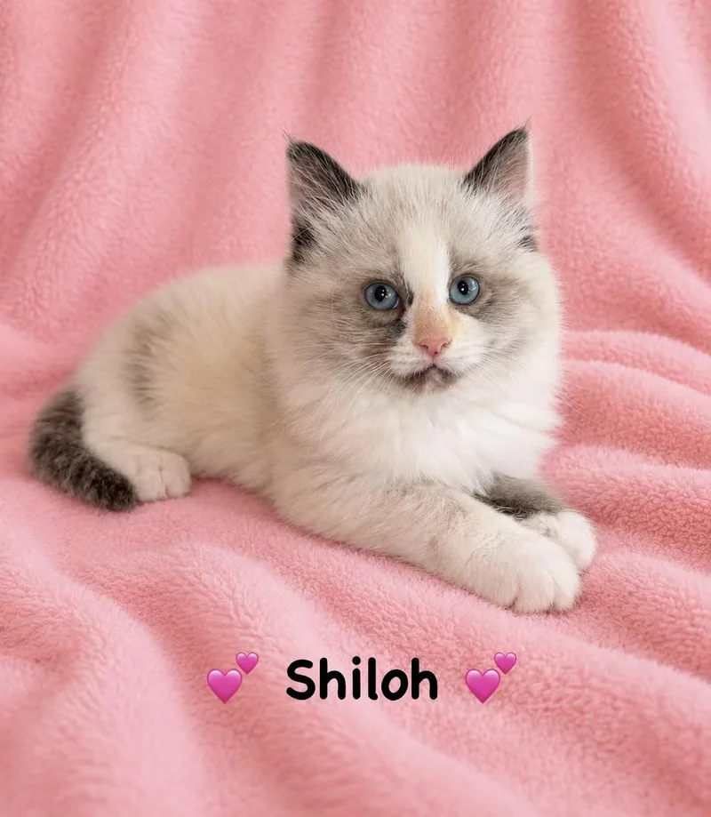 Shiloh thumbnail 2