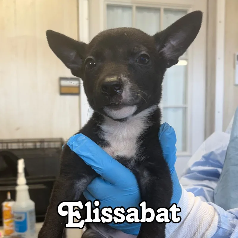 A baby medium-sized female Shepherd dog named Elissabat for adoption in Hillsboro, OH