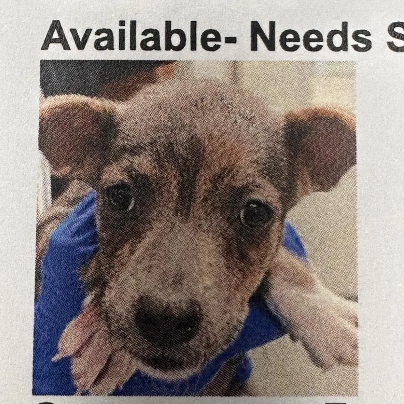A baby small-sized female Brown / Chocolate Mixed Breed dog named FWT Reeses for adoption in Midland, TX