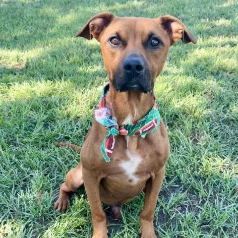 A young medium-sized male Pit Bull Terrier dog named A for adoption in Conroe, TX