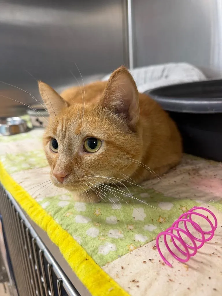 A young large-sized female Domestic Short Hair cat named Peanut for adoption in Utica, MI