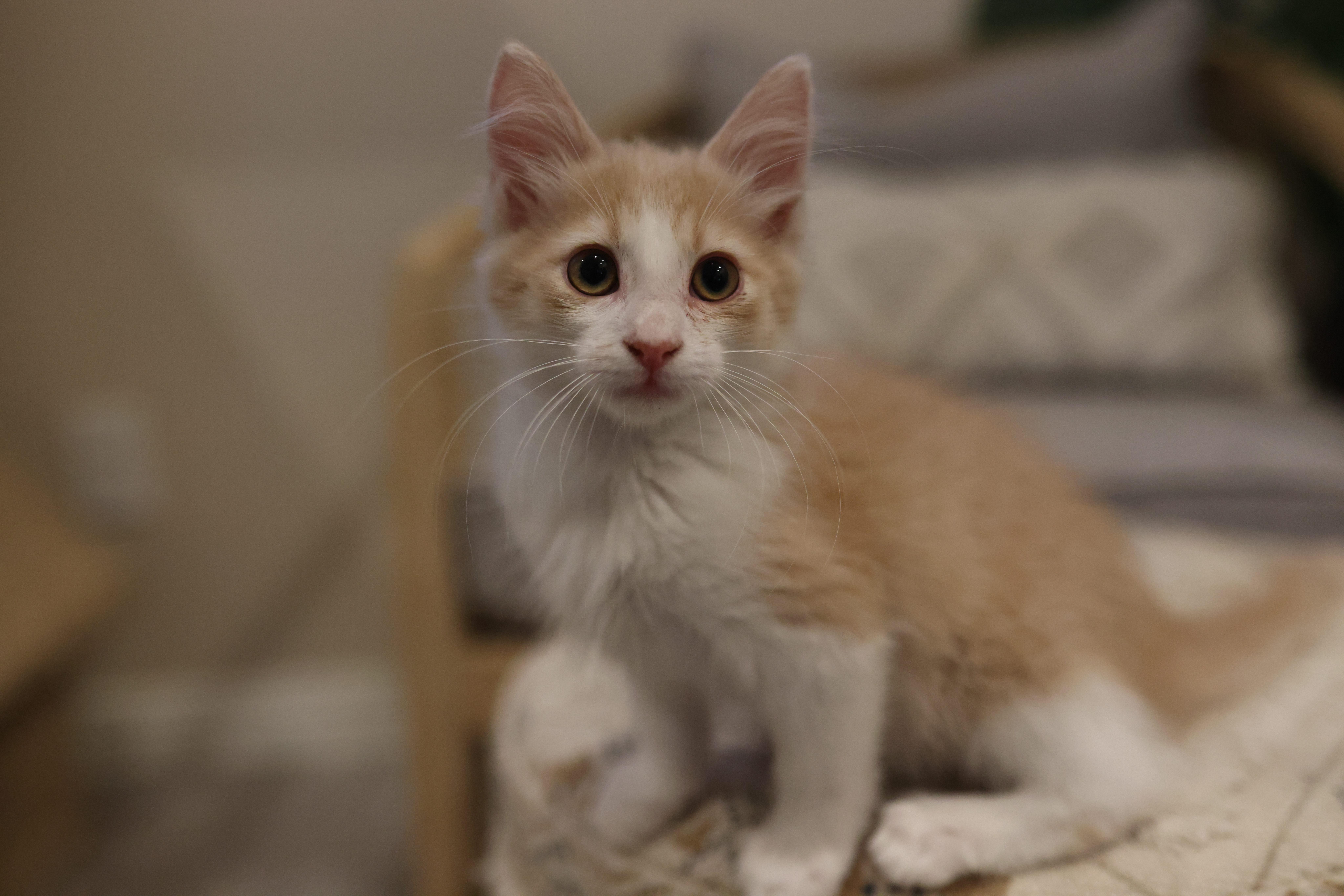 A baby small-sized male Domestic Medium Hair cat named Butterscotch for adoption in queen creek, AZ