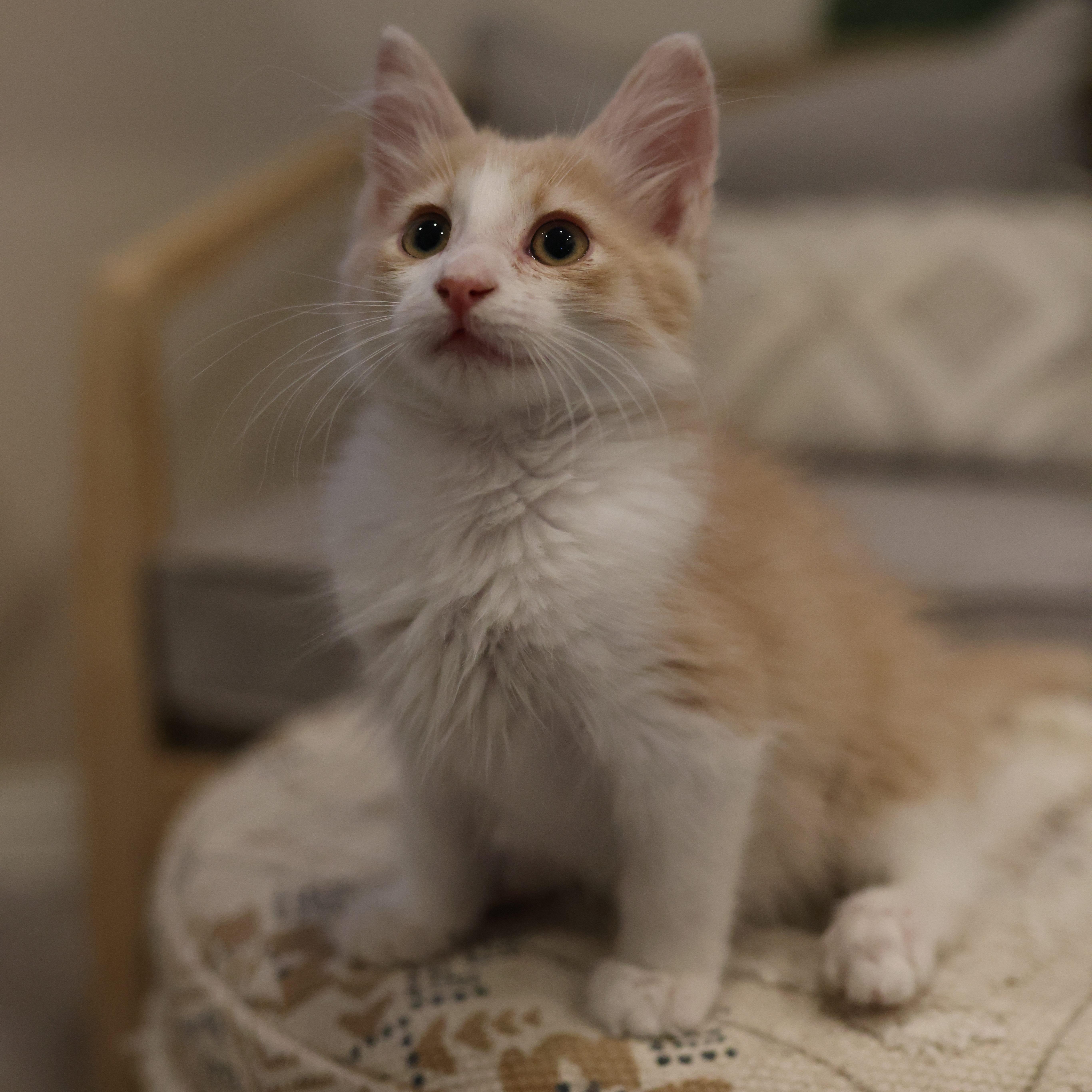 Butterscotch thumbnail 2
