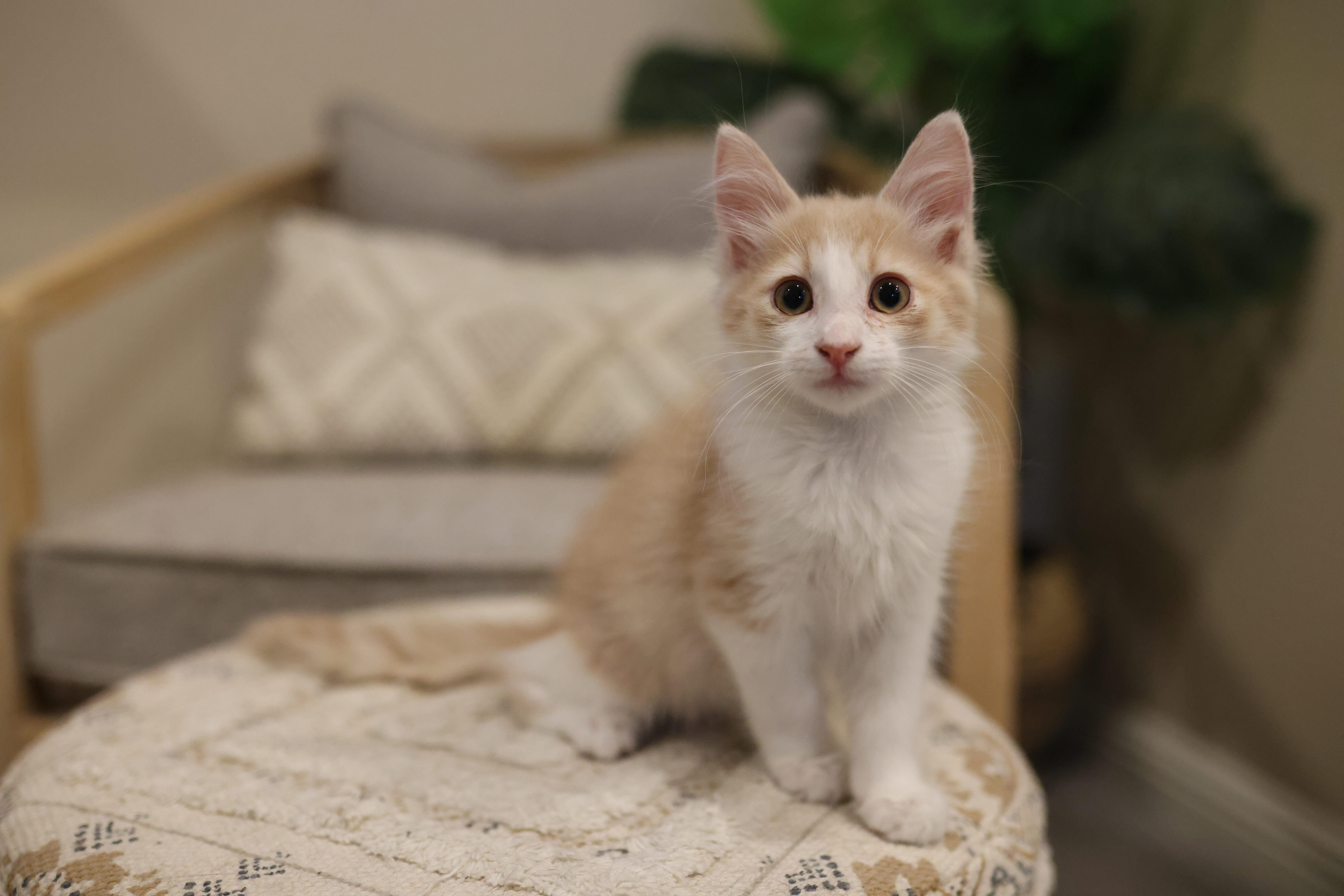 Butterscotch thumbnail 3