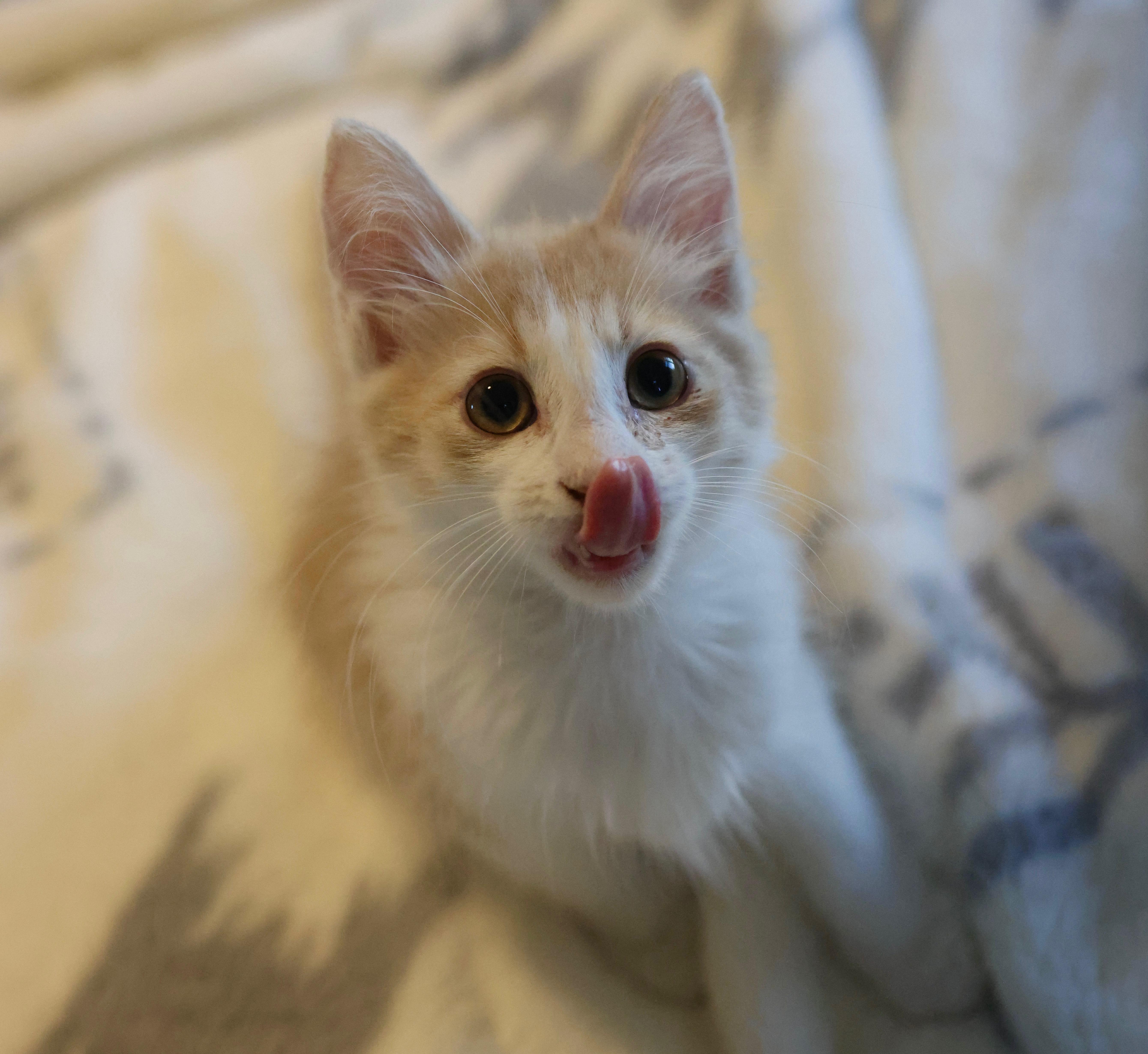Butterscotch thumbnail 4