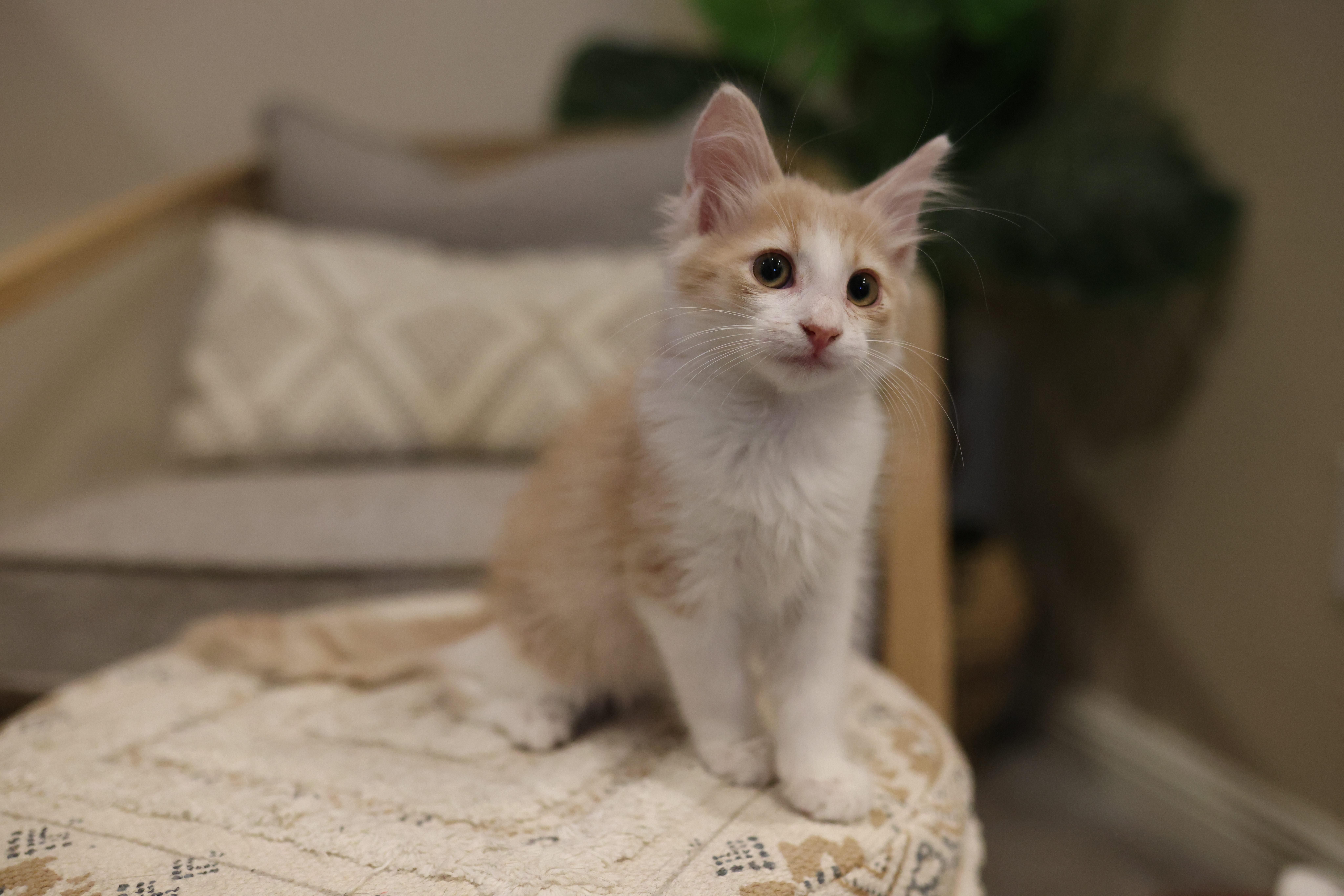 Butterscotch thumbnail 5