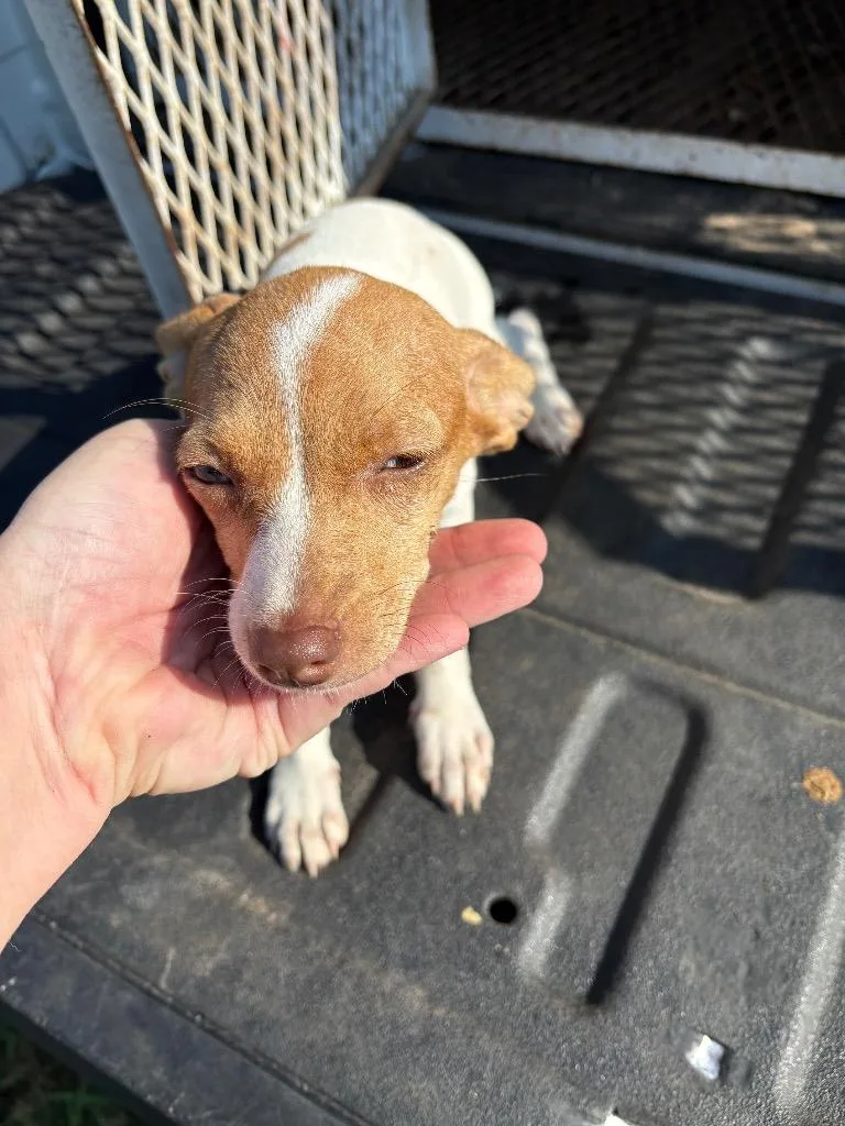 A baby small-sized female Chihuahua dog named Itty Bitty for adoption in Ada, OK