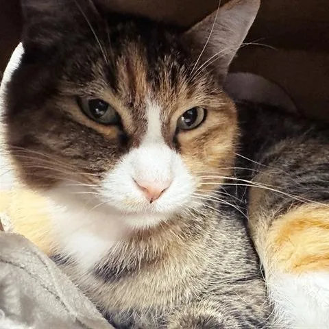 An adult medium-sized female Brown / Chocolate Domestic Short Hair cat named Gatita for adoption in Saint Louis, MO
