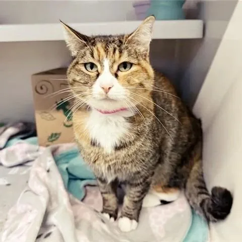 Gatita thumbnail 2